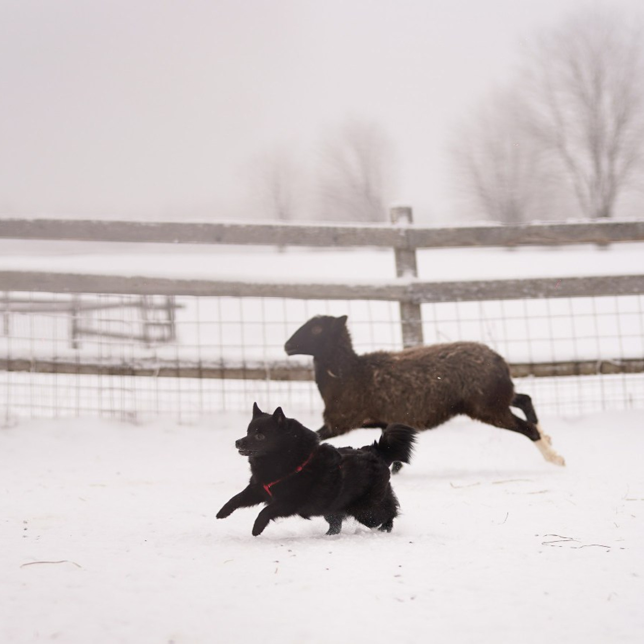 Отзывы. Фотограф-анималист в Санкт-Петербурге Яна Мартынова