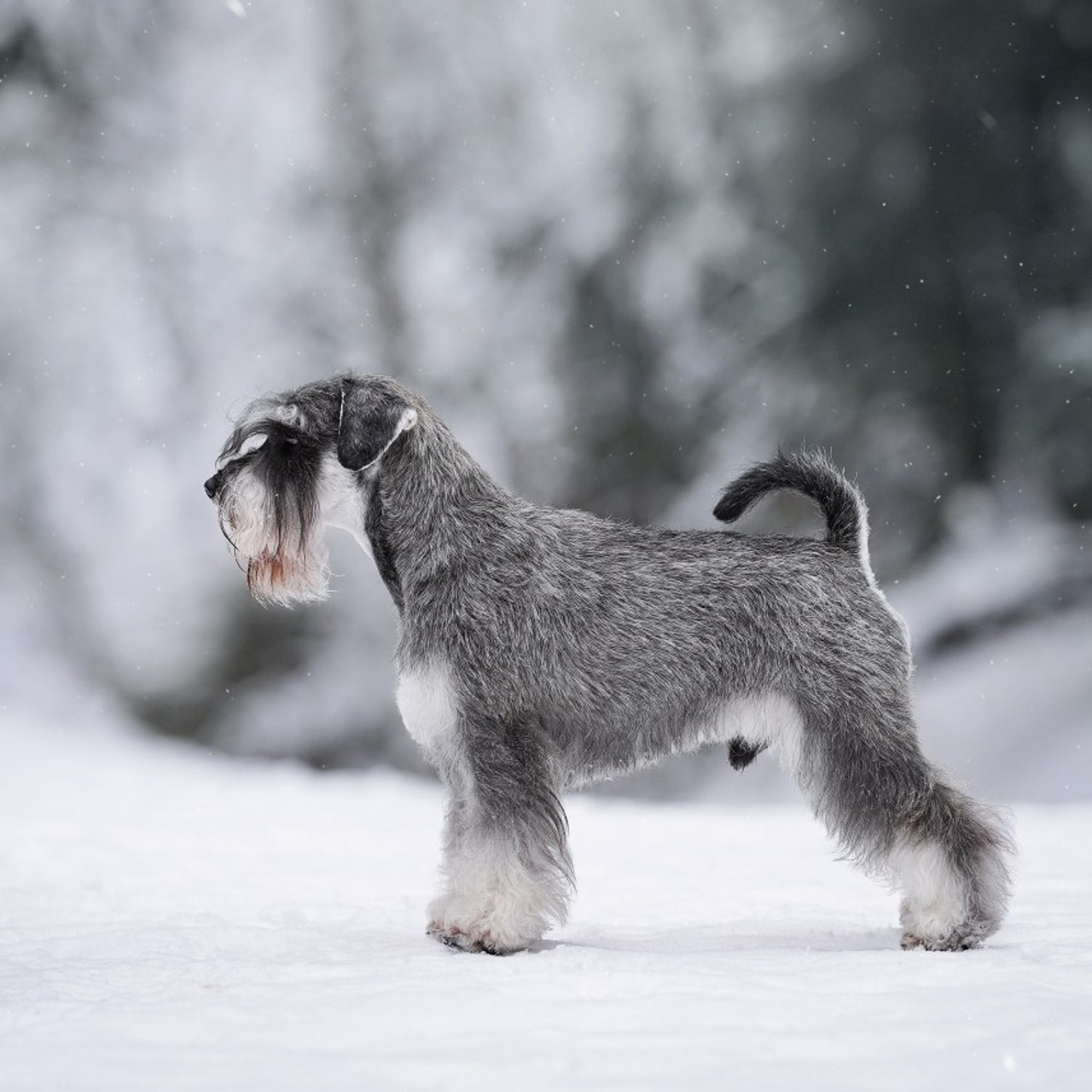 Отзывы. Фотограф-анималист в Санкт-Петербурге Яна Мартынова