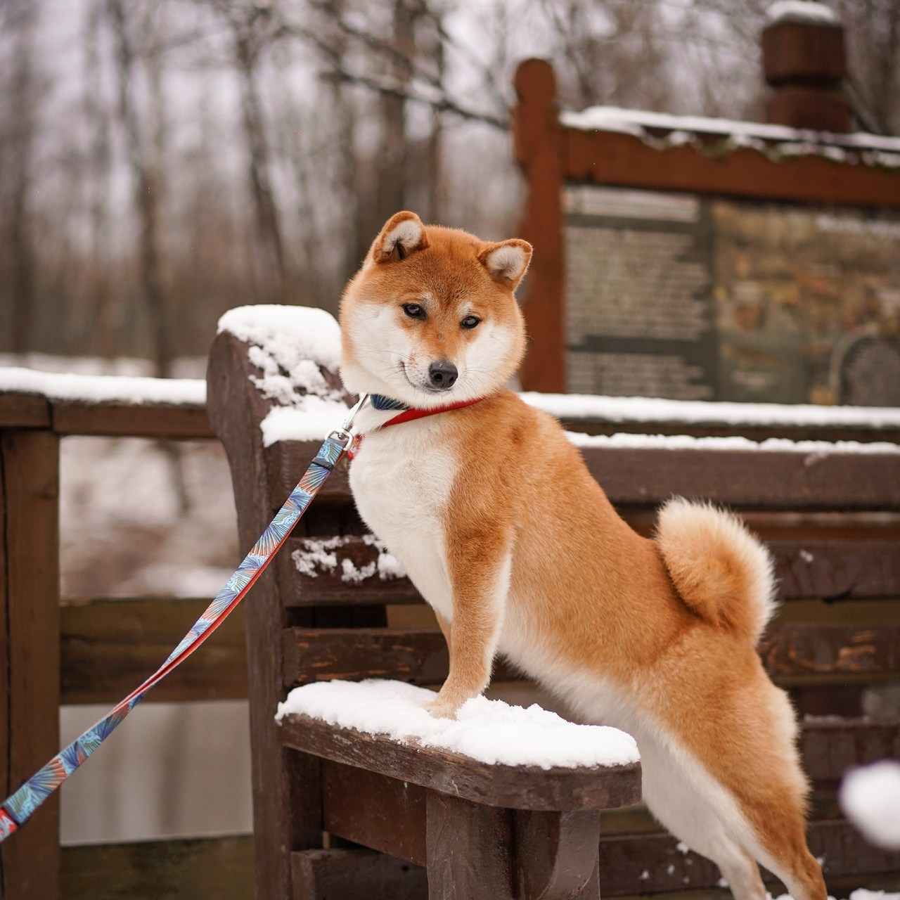 Отзывы. Фотограф-анималист в Санкт-Петербурге Яна Мартынова
