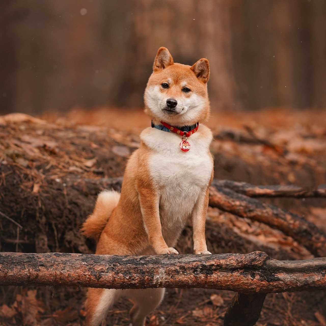Отзывы. Фотограф-анималист в Санкт-Петербурге Яна Мартынова