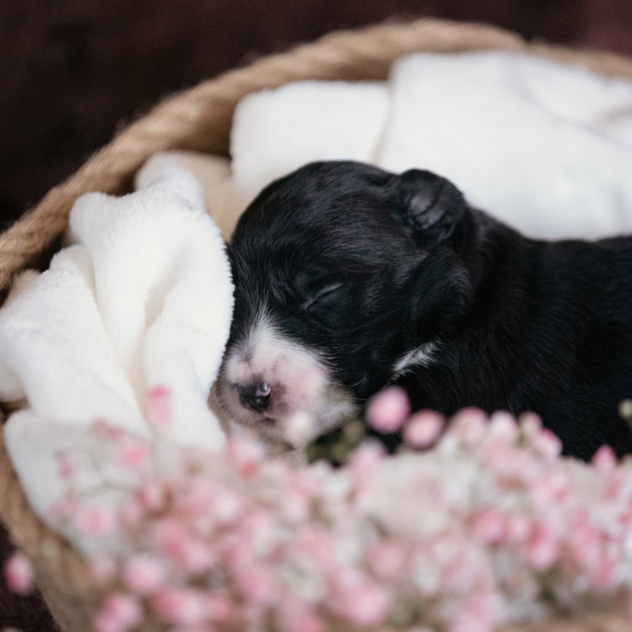 Отзывы. Фотограф-анималист Смирнова Клеопатра|Москва