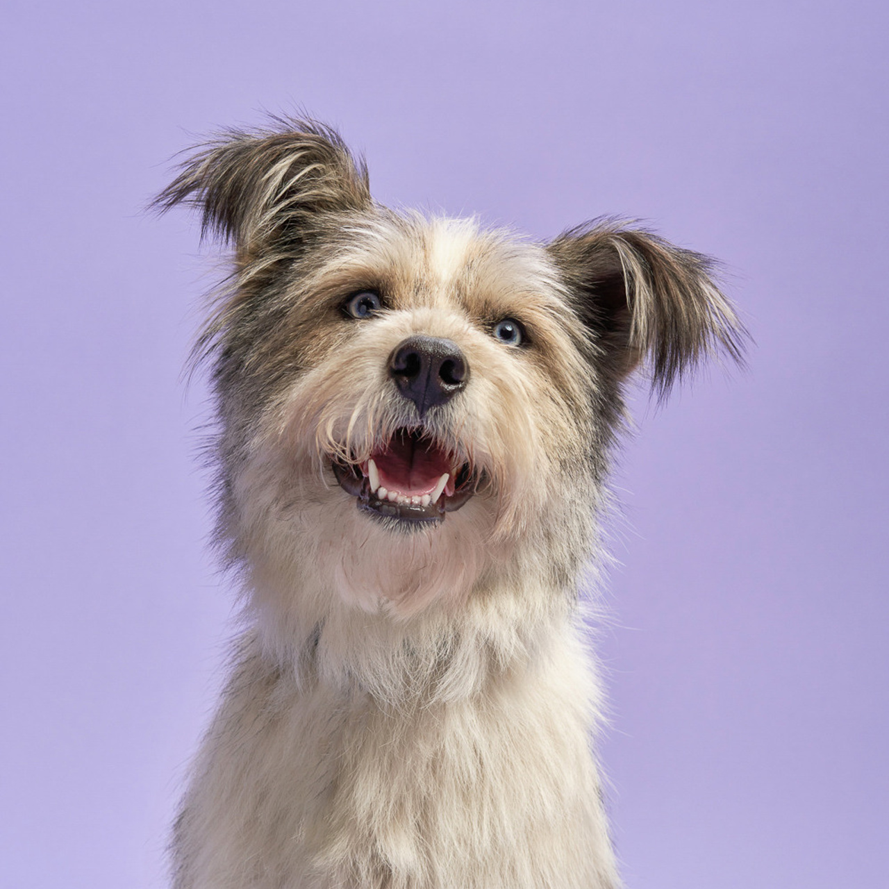 Reviews about the photographer Anna Averianova. Dog photographer from. Dog photographer Averianova Anna — Art photography of dogs