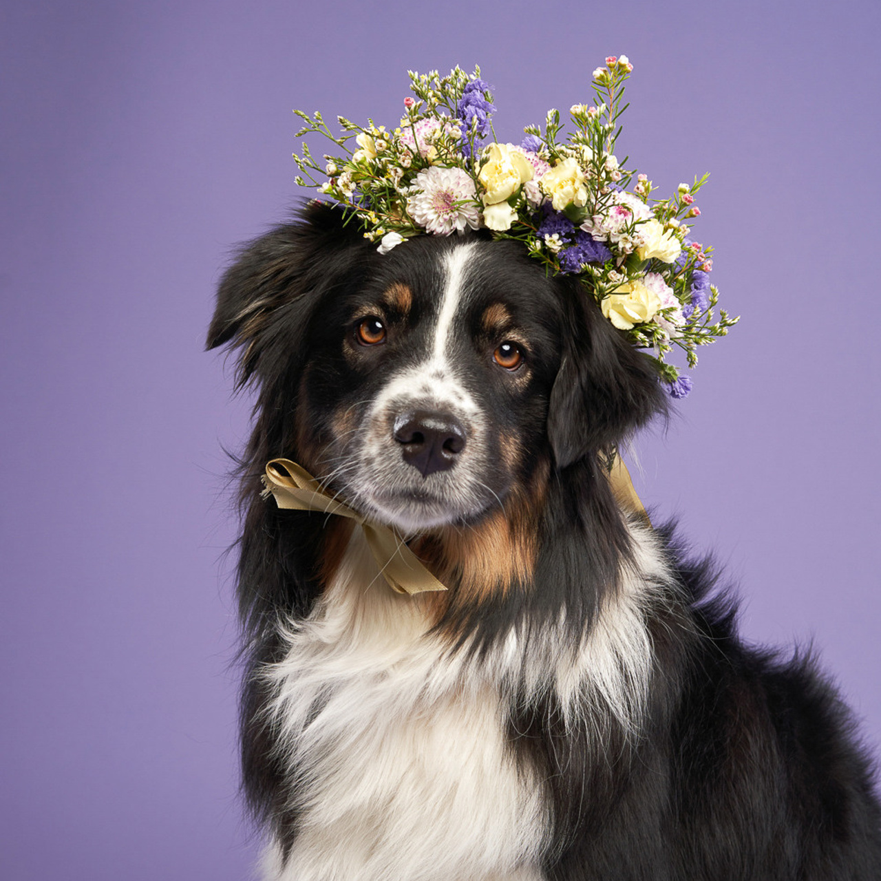 Reviews about the photographer Anna Averianova. Dog photographer from. Dog photographer Averianova Anna — Art photography of dogs