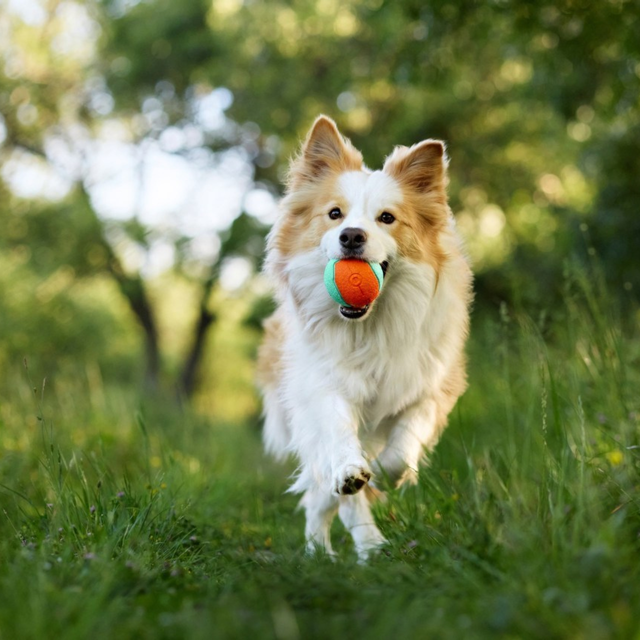 Client Reviews | Pet Photographer Anna Averianova. Dog Photographer Anna Averianova | Art & Commercial Pet Photography