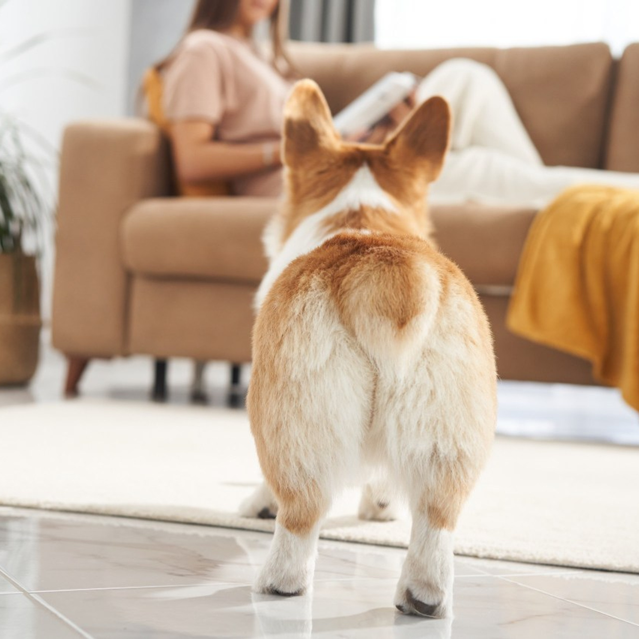 Reviews about the photographer Anna Averianova. Dog photographer from. Dog photographer Averianova Anna — Art photography of dogs