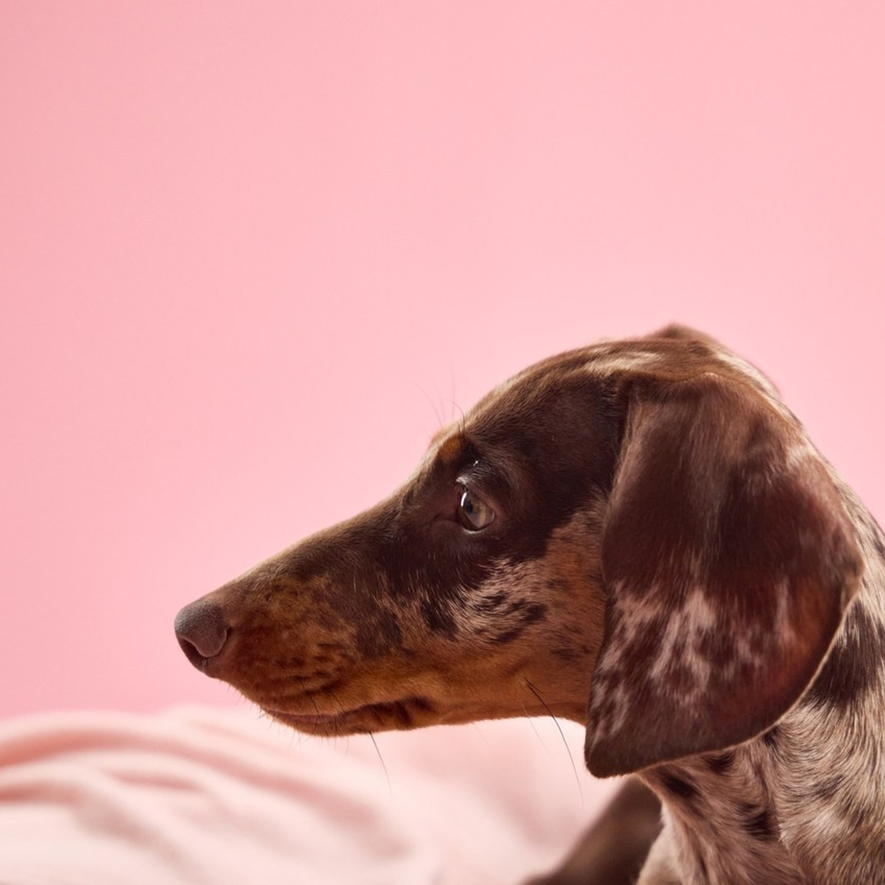 Client Reviews | Pet Photographer Anna Averianova. Dog Photographer Anna Averianova | Art & Commercial Pet Photography