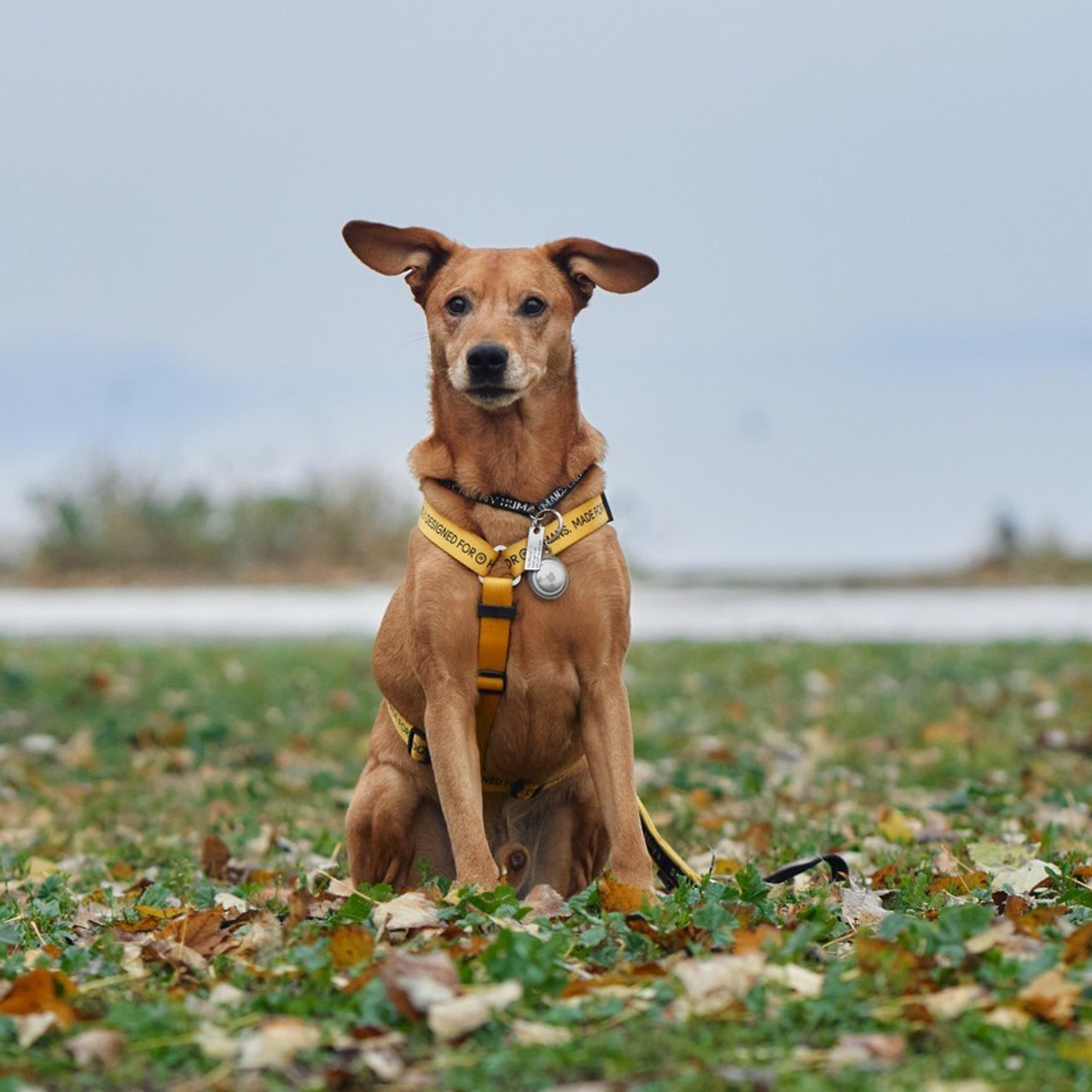 Reviews about the photographer Anna Averianova. Dog photographer from. Dog photographer Averianova Anna — Art photography of dogs