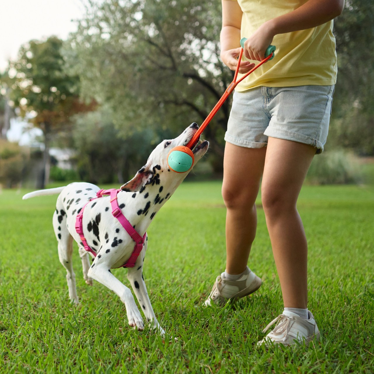 Client Reviews | Pet Photographer Anna Averianova. Dog Photographer Anna Averianova | Art & Commercial Pet Photography