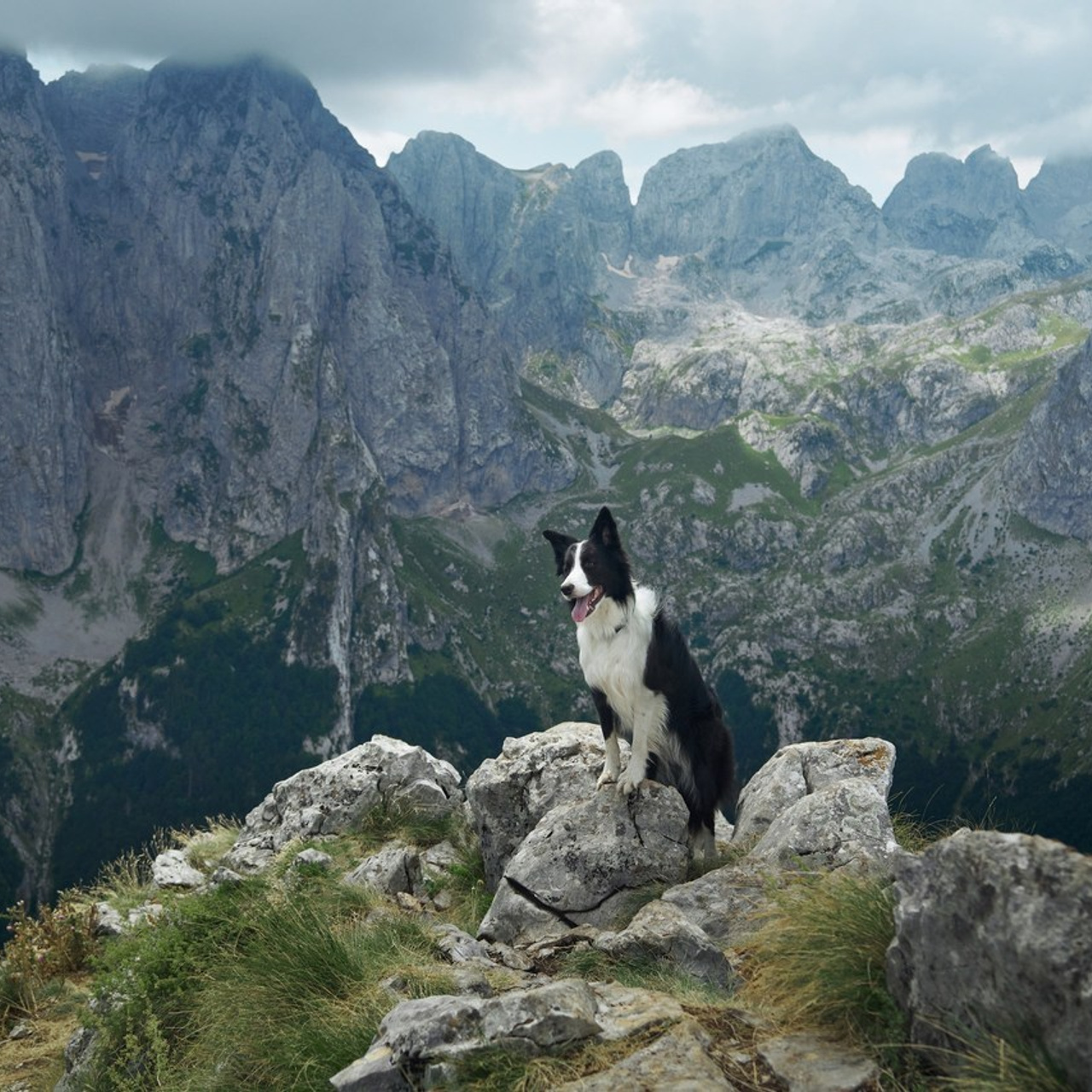 Reviews about the photographer Anna Averianova. Dog photographer from. Dog photographer Averianova Anna — Art photography of dogs