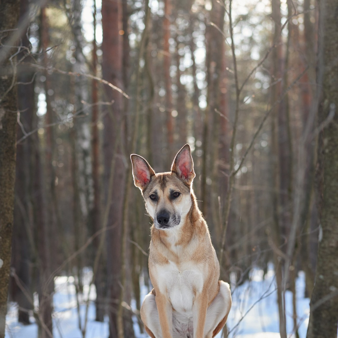 Reviews about the photographer Anna Averianova. Dog photographer from. Dog photographer Averianova Anna — Art photography of dogs