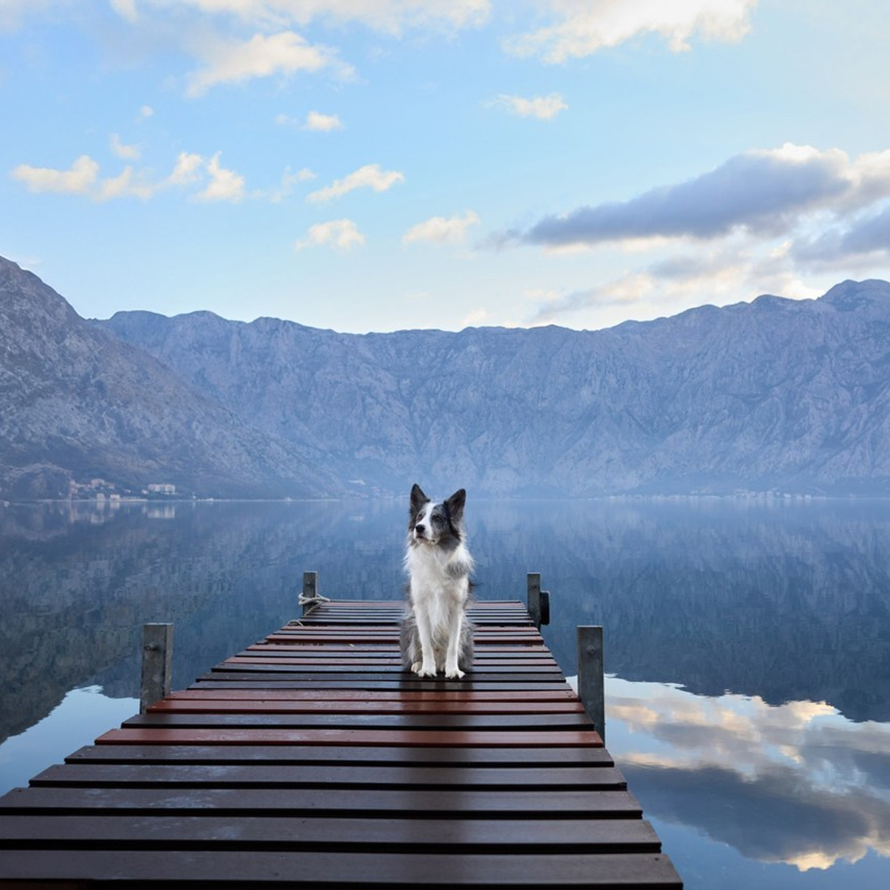 Reviews about the photographer Anna Averianova. Dog photographer from. Dog photographer Averianova Anna — Art photography of dogs