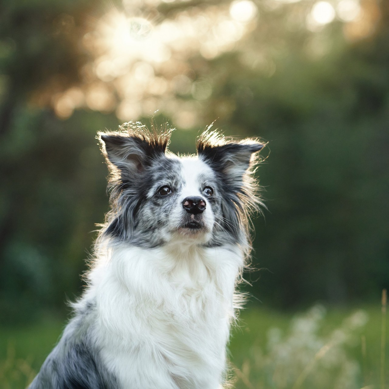 Reviews about the photographer Anna Averianova. Dog photographer from. Dog photographer Averianova Anna — Art photography of dogs