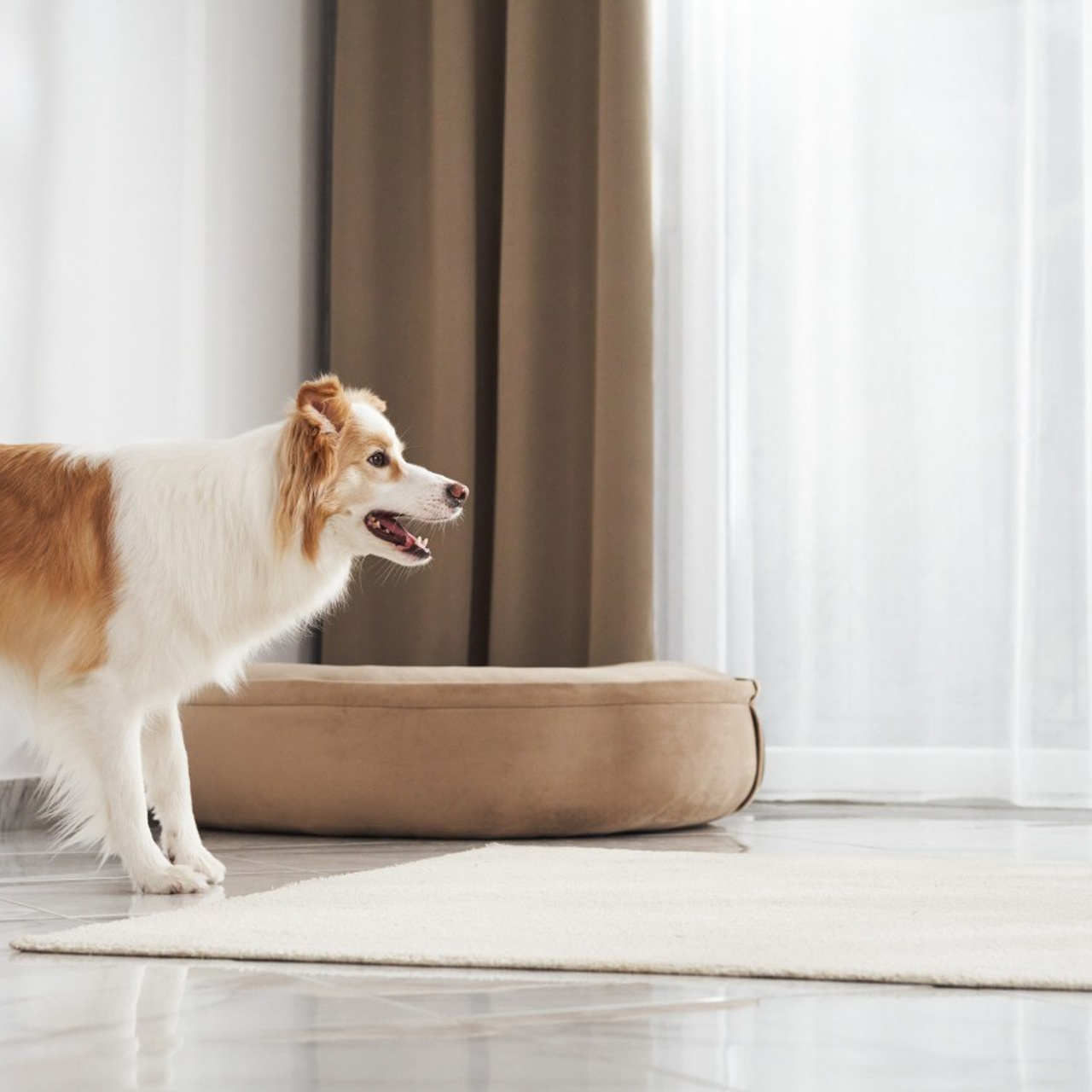 Reviews about the photographer Anna Averianova. Dog photographer from. Dog photographer Averianova Anna — Art photography of dogs