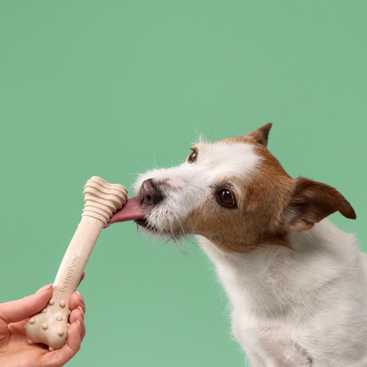 Client Reviews | Pet Photographer Anna Averianova. Dog Photographer Anna Averianova | Art & Commercial Pet Photography