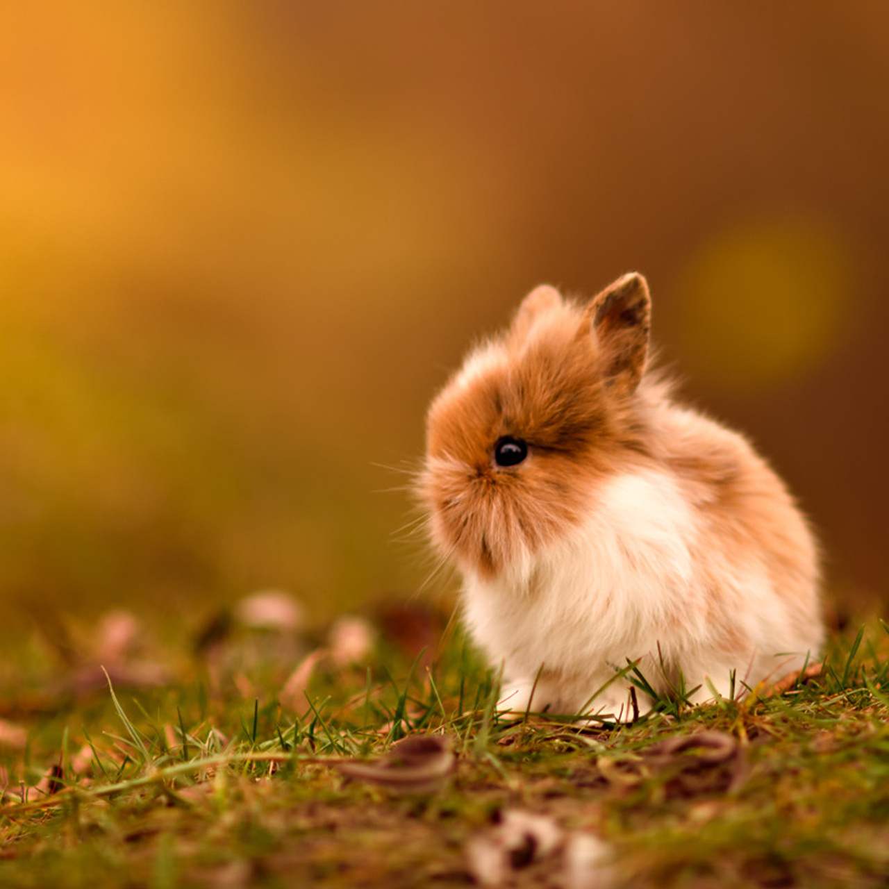 АРЕНДА ЖИВОТНЫХ. Фотограф беременности и новорожденных малышей Анастасия Никитина