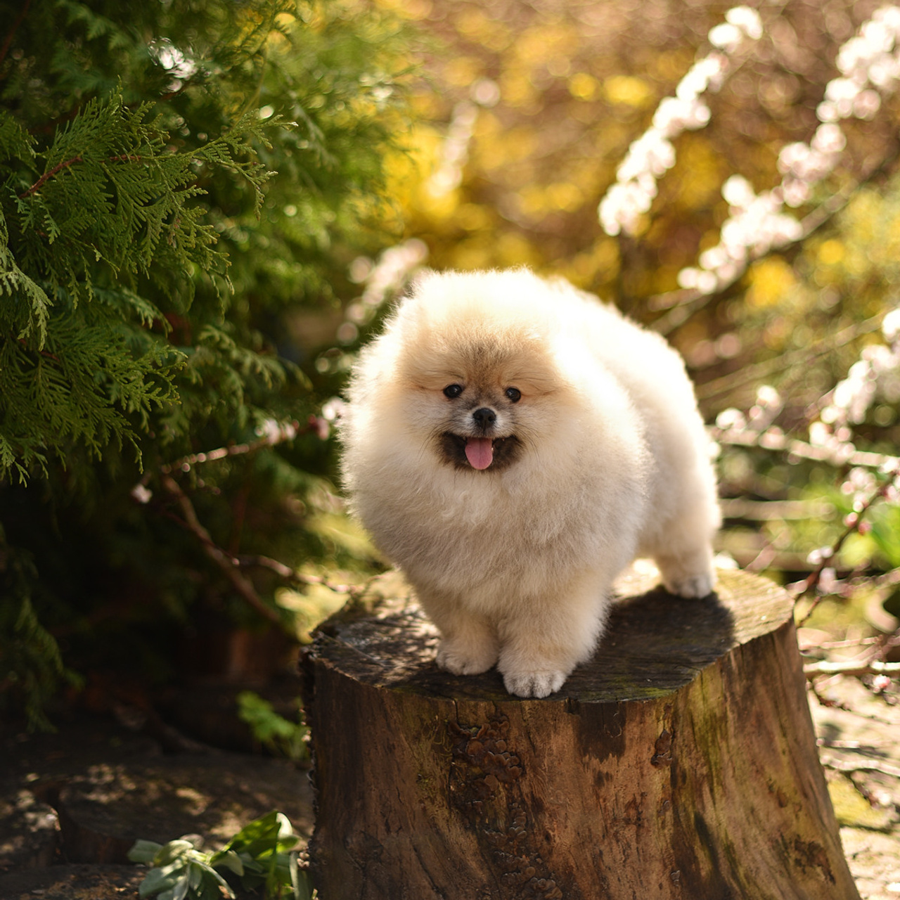 АРЕНДА ЖИВОТНЫХ. Фотограф беременности и новорожденных малышей Анастасия Никитина