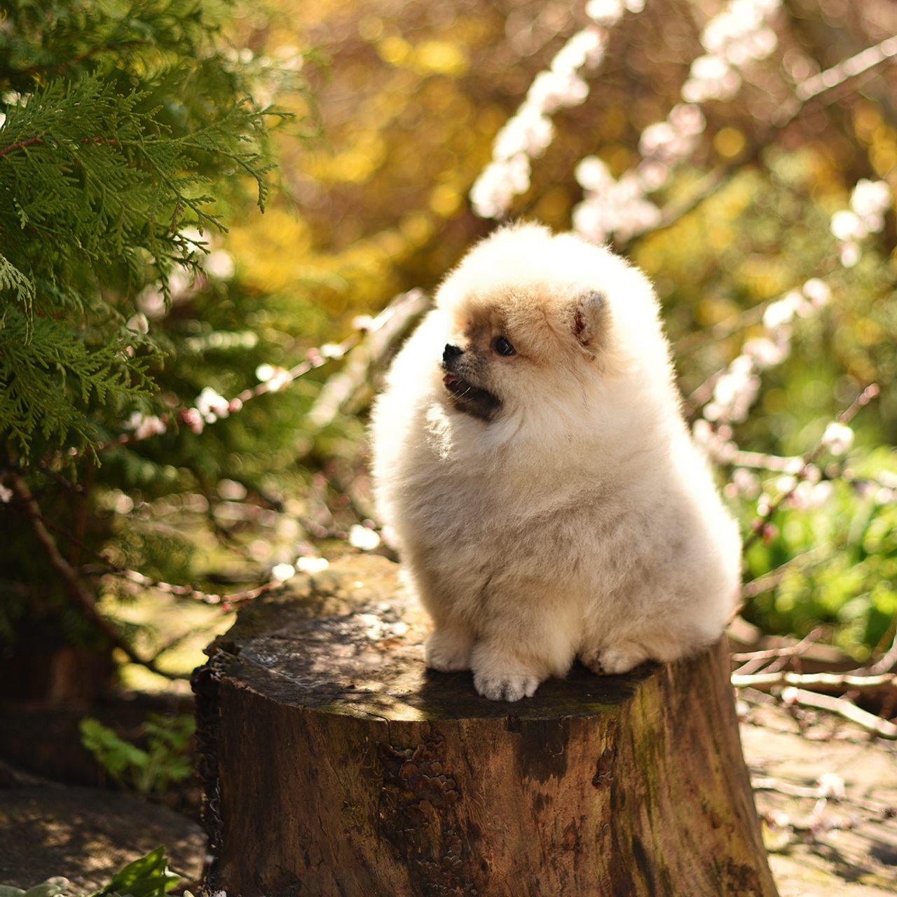АРЕНДА ЖИВОТНЫХ. Фотограф беременности и новорожденных малышей Анастасия Никитина