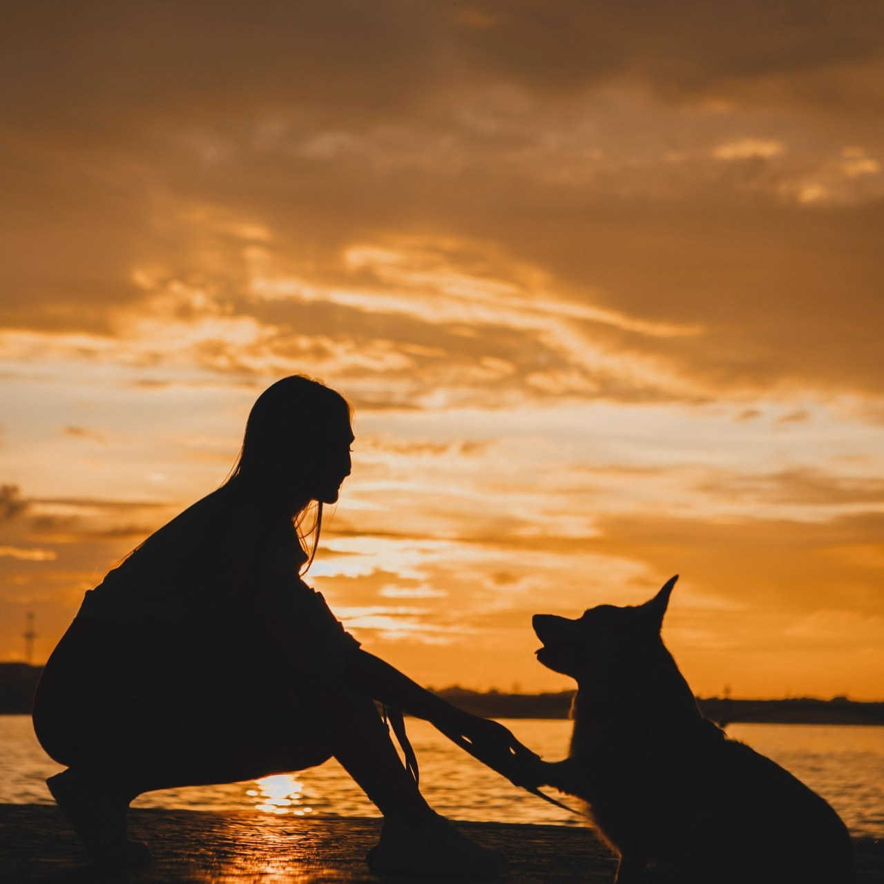 Отзывы. Фотограф-анималист в Санкт-Петербурге Алина Яхонт