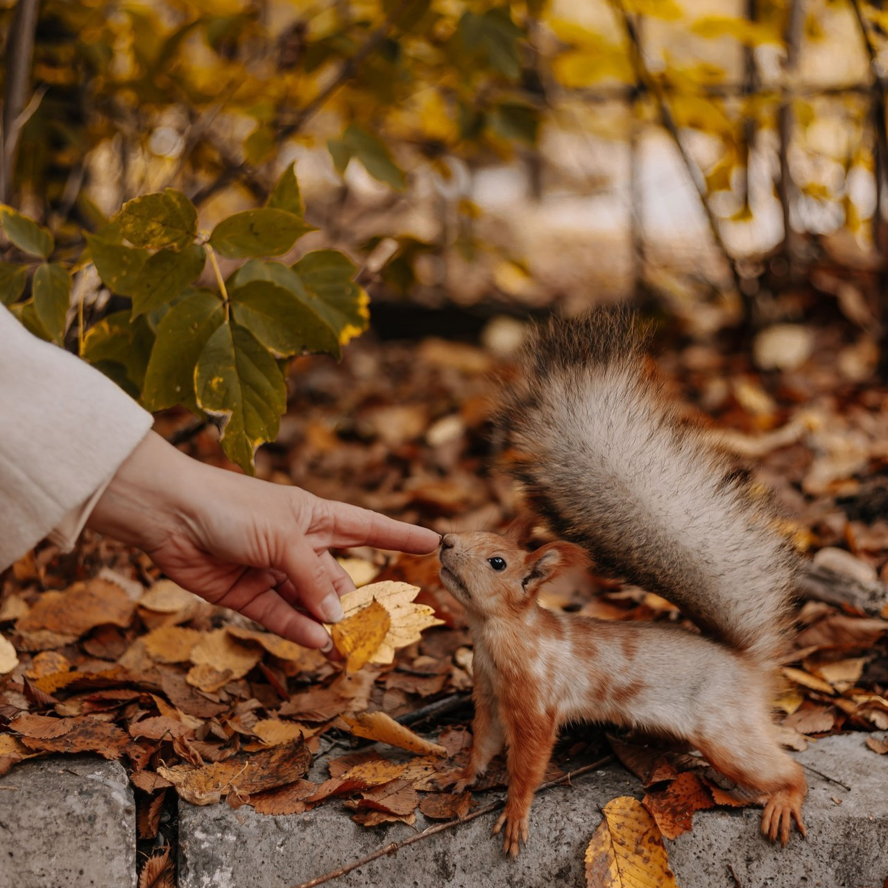Отзывы. Свадебный и портретный фотограф в Новосибирске Анастасия Рос