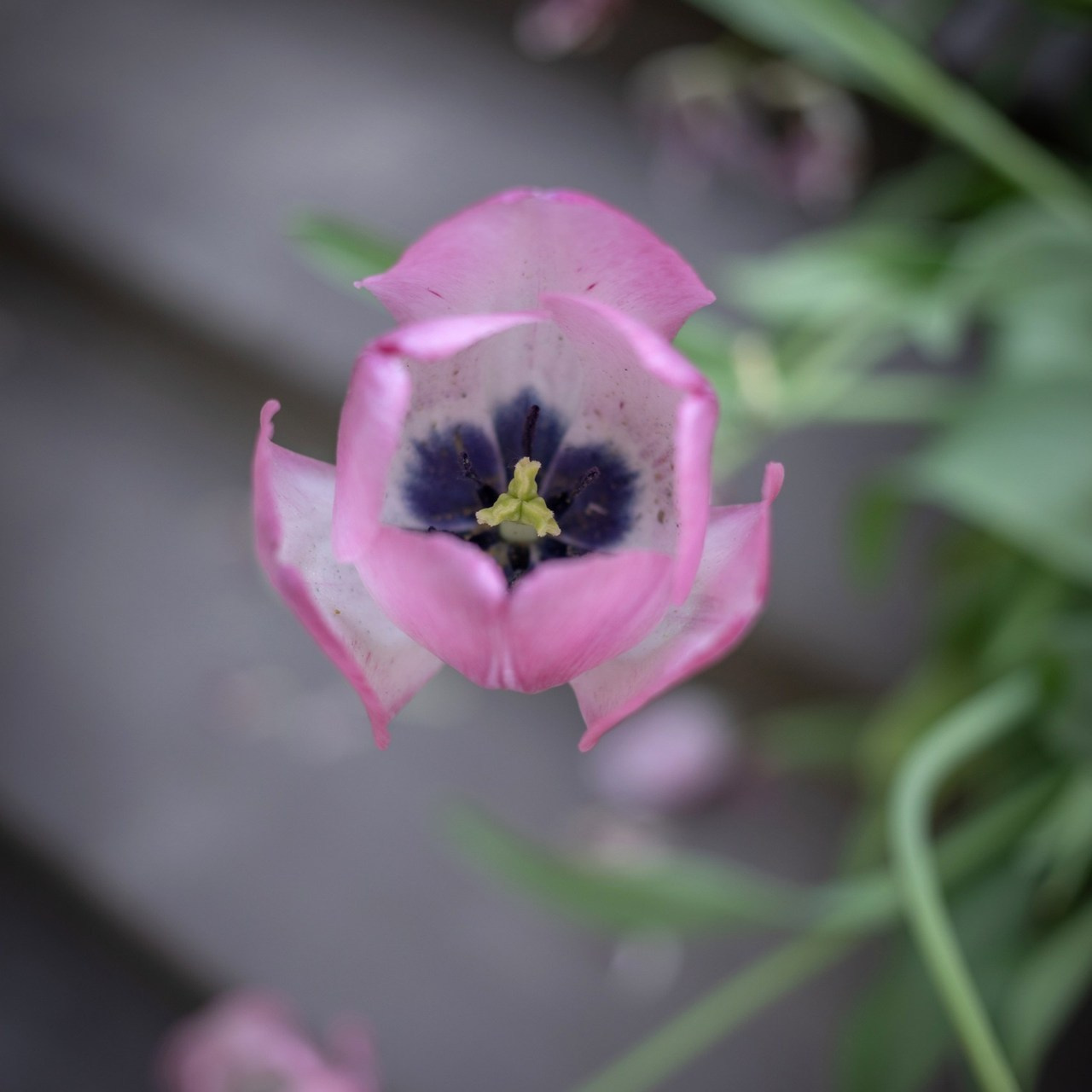 Отзывы. Фотограф Алина Гашникова