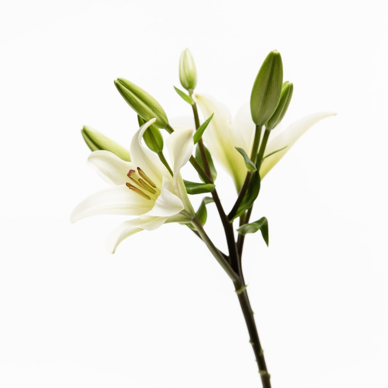 Отзывы. LPSHLIZ (Лиза Лапша)