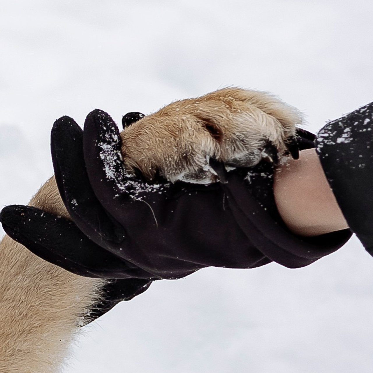 Отзывы. Свадебный фотограф Диана Грицай