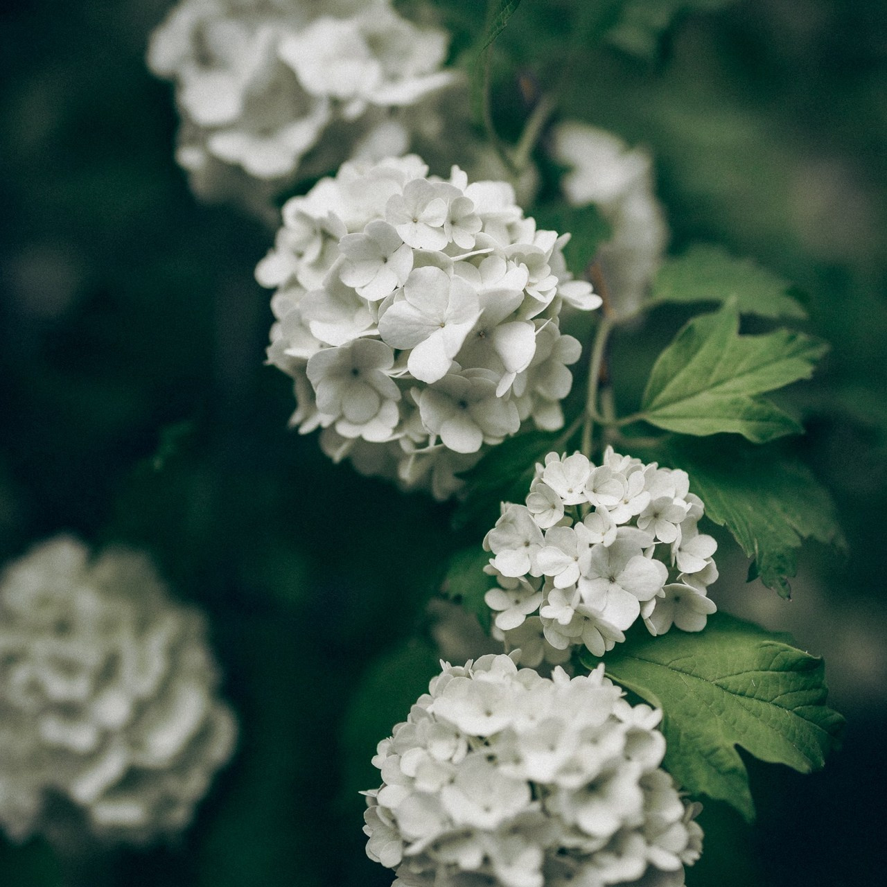 Отзывы. Семейный, свадебный и портретный фотограф в Саратове Мария Засыпкина