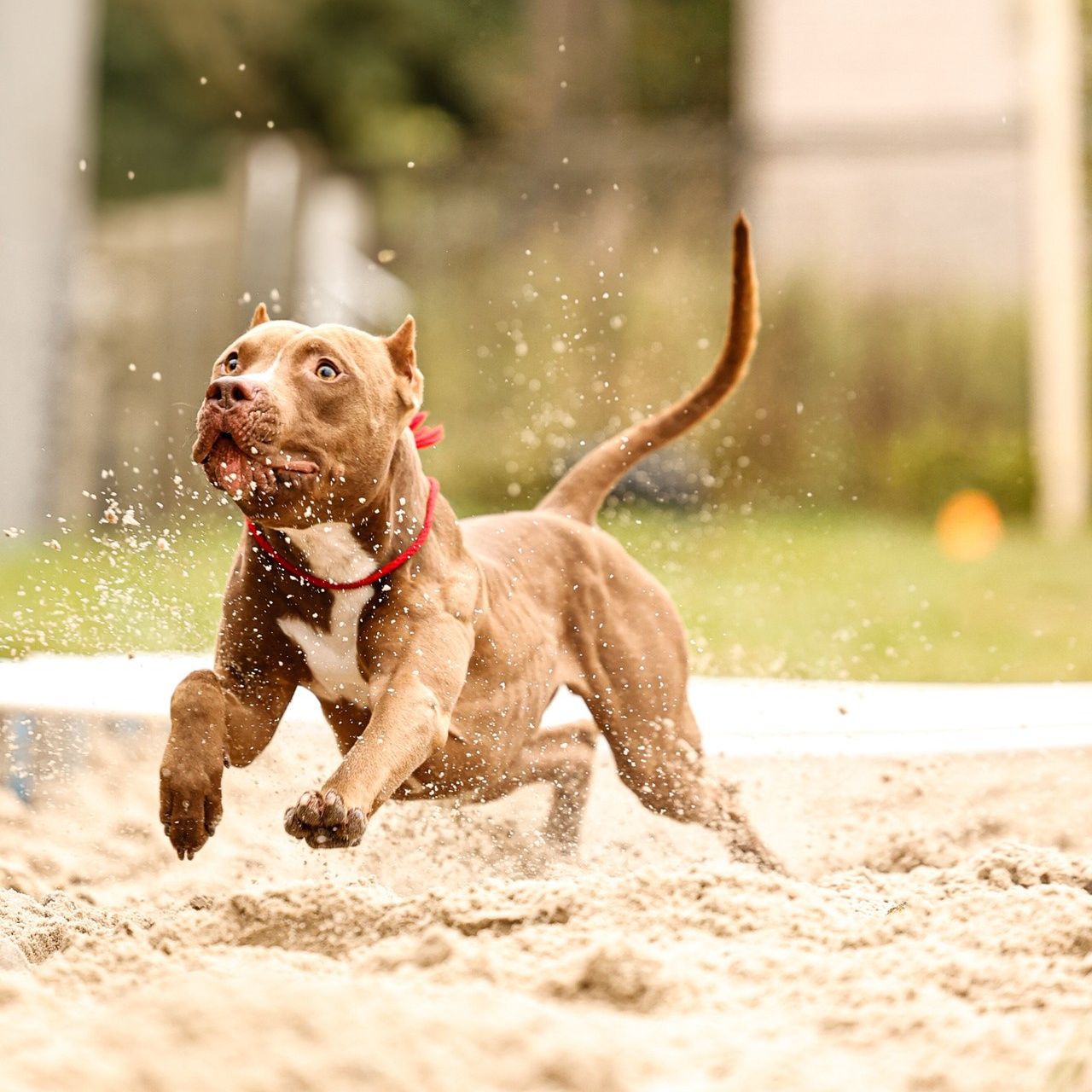 Отзывы. Фотограф-анималист Павлова Любовь