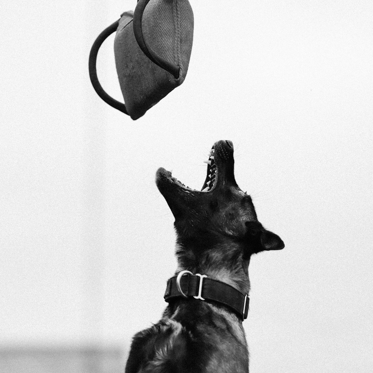 Отзывы. Фотограф-анималист Павлова Любовь