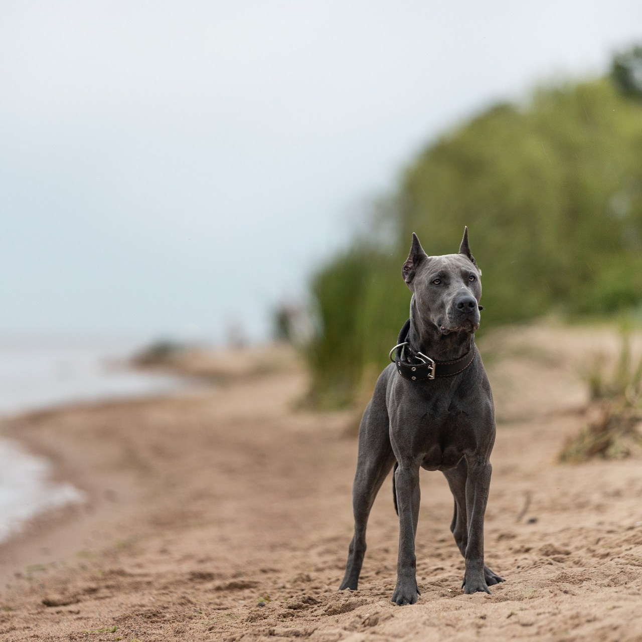 Отзывы. Фотограф-анималист Павлова Любовь
