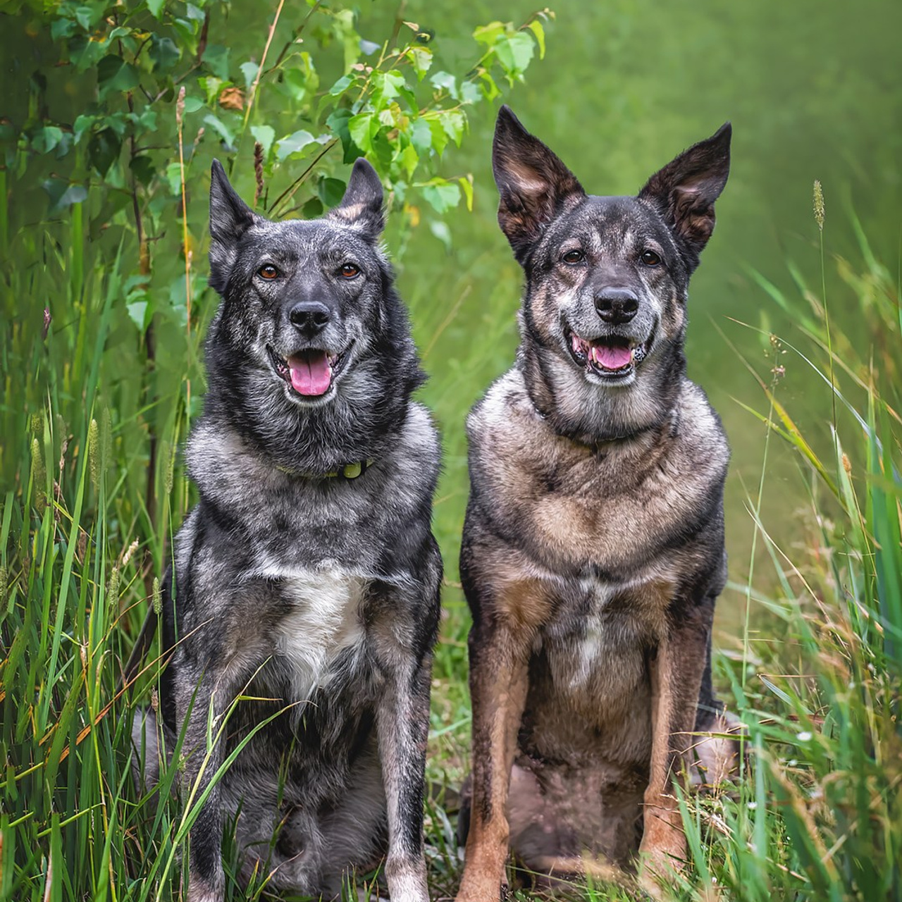 Собаки. Портреты