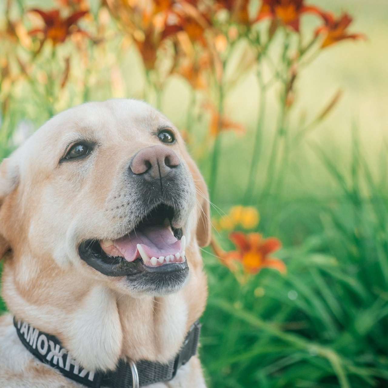 Отзывы. Фотограф Елена Рогашкова