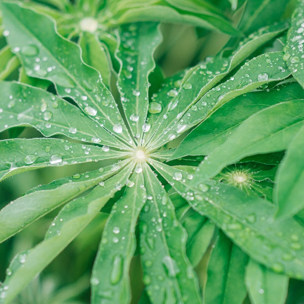 Отзывы. Фотограф Елена Рогашкова