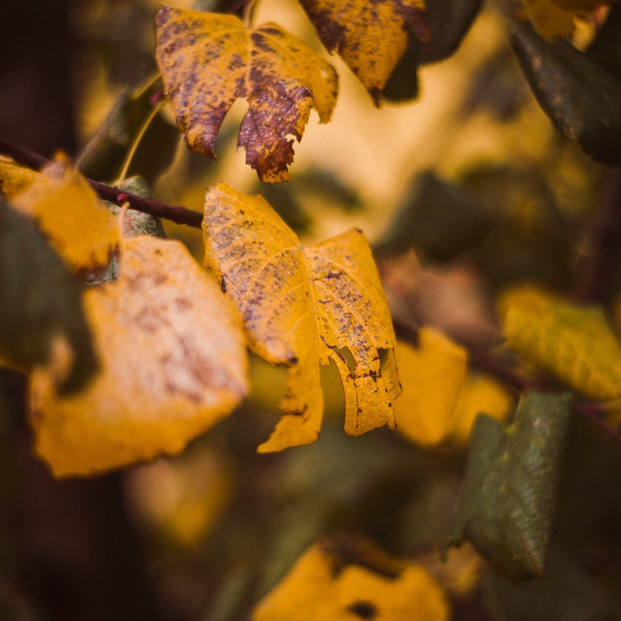 Отзывы. Семейный фотограф в Краснодаре