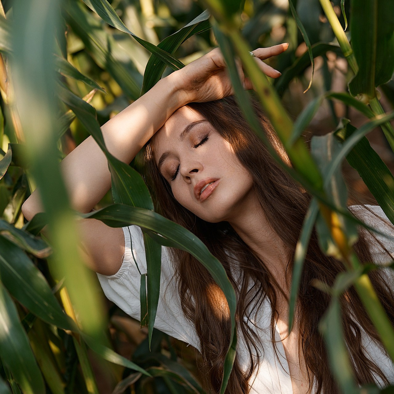 София в кукурузе