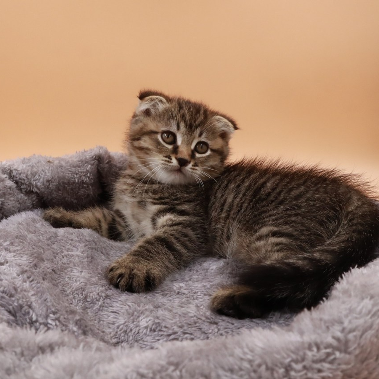 Отзывы. VSolo — ваш EVENT фотограф