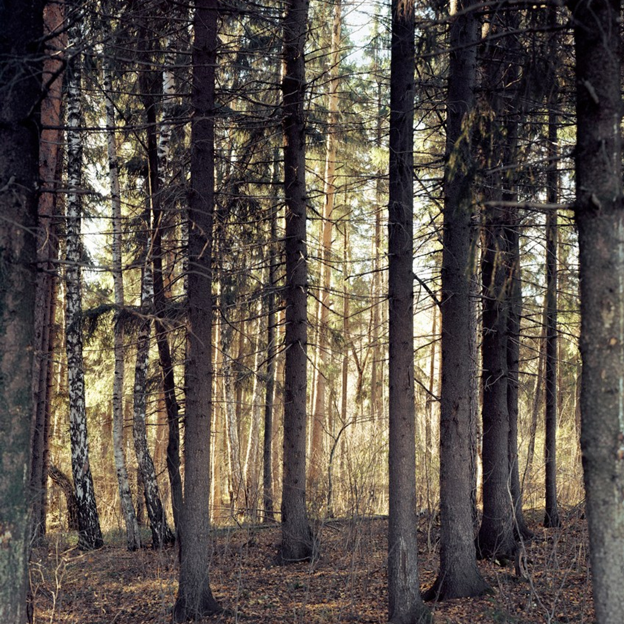 Лес / forest. Natalia Tabakova art