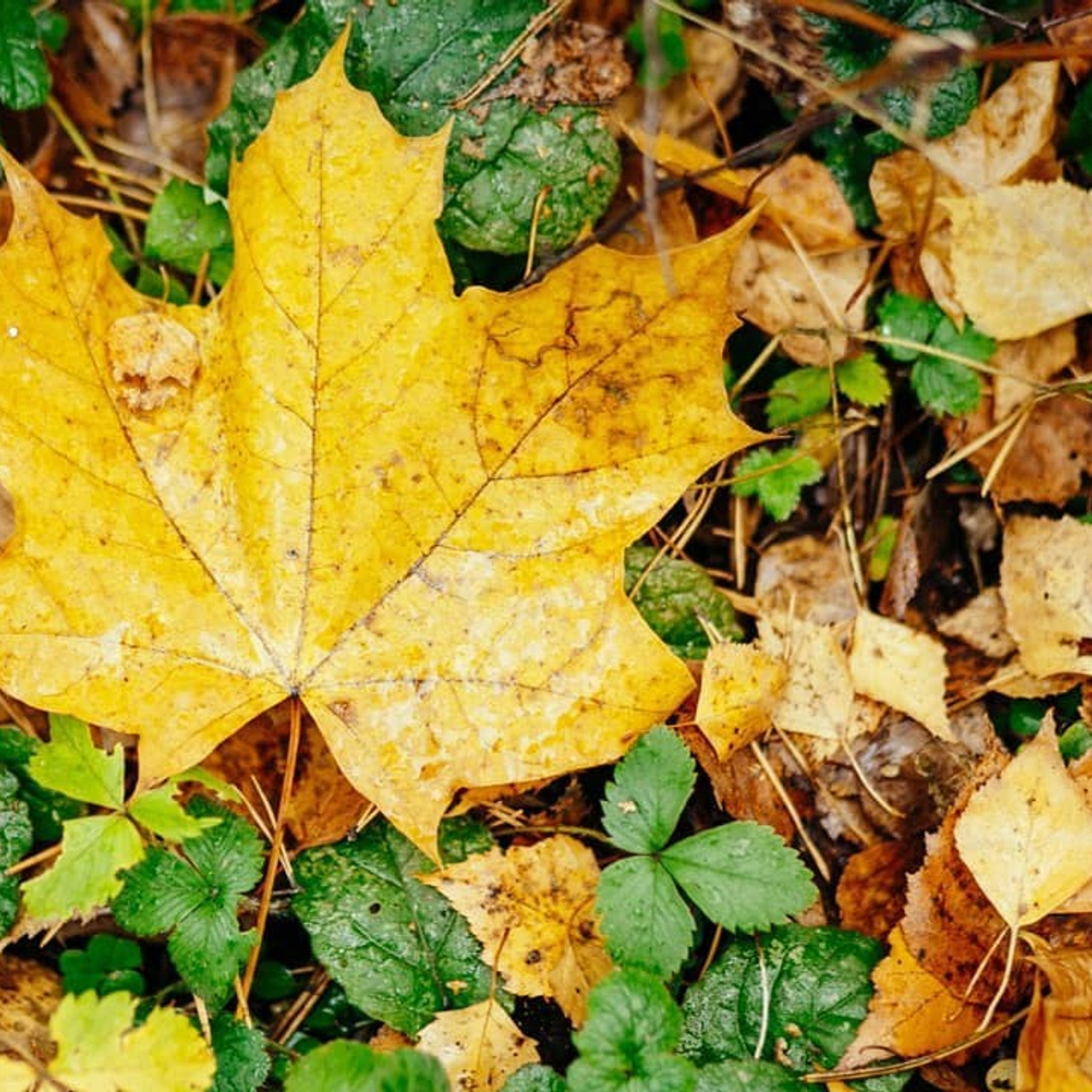 Осенняя прогулка