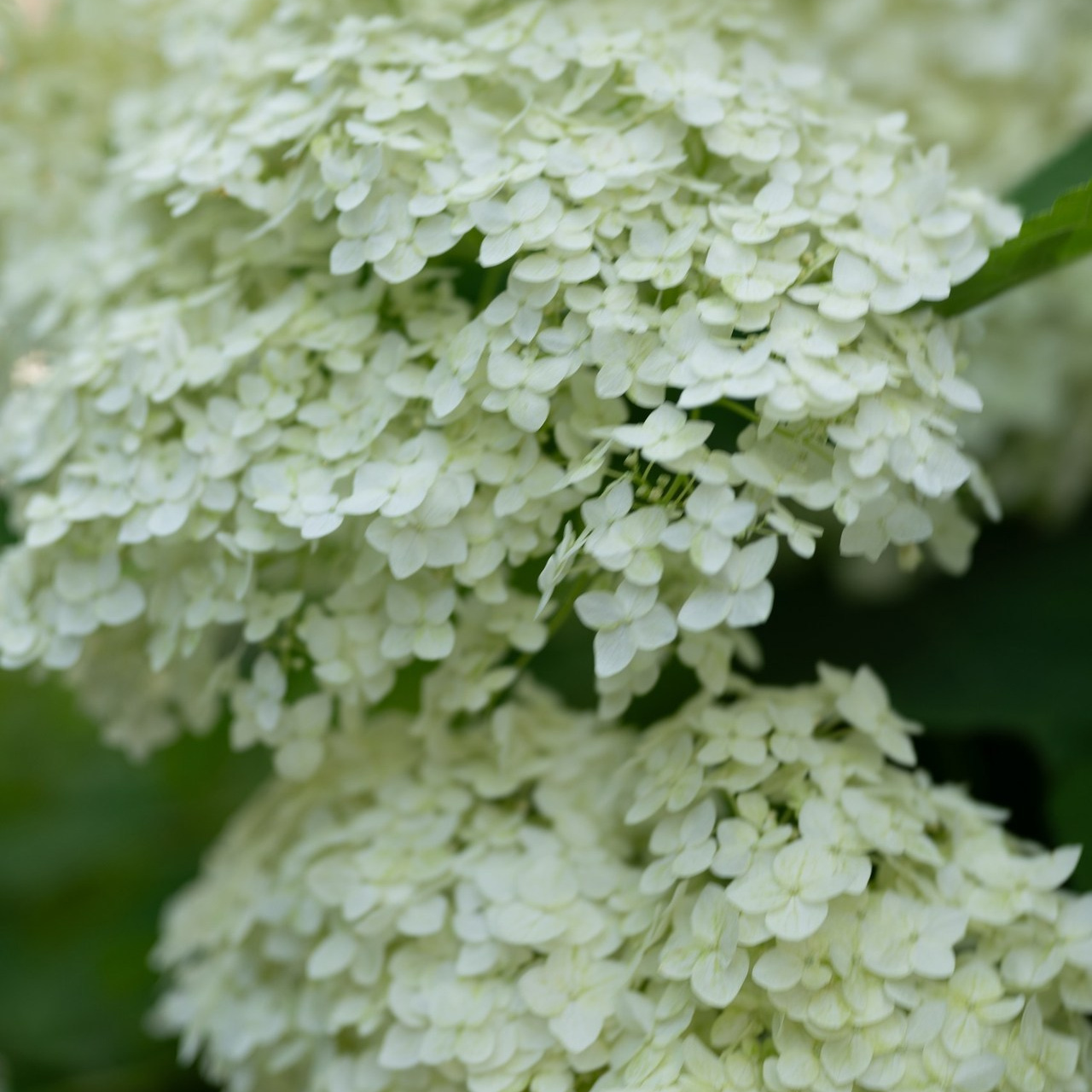 Отзывы о семейном фотографе Оксане Яковлевой