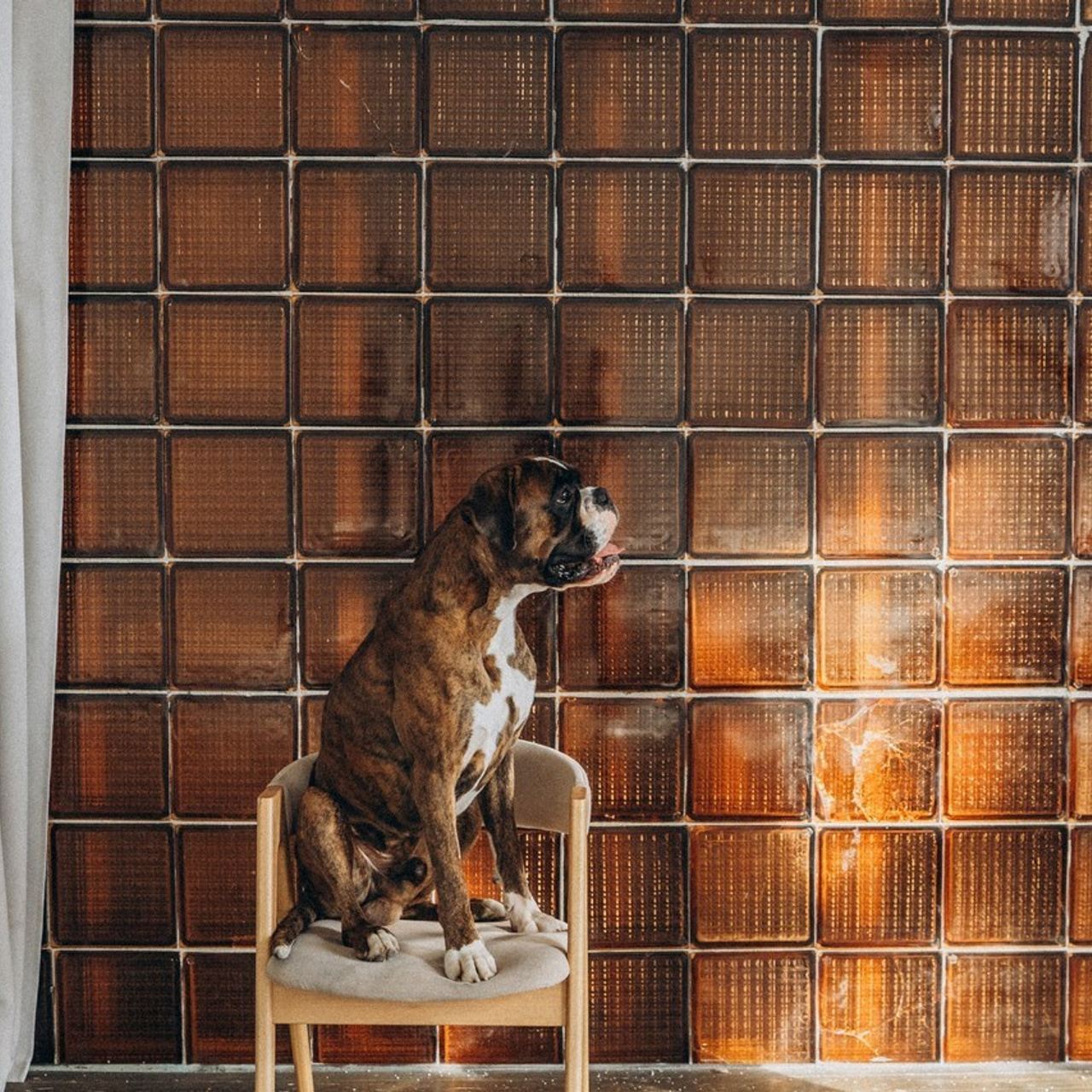 Отзывы. Фотограф анималист в Москве и Санкт-Петербурге Свиридова Анна