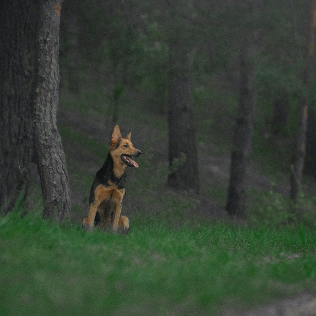 Отзывы. Фотограф анималист в Москве и Санкт-Петербурге Свиридова Анна