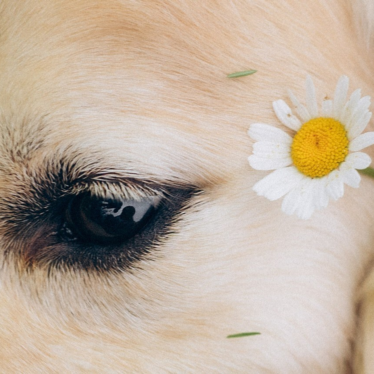 Отзывы. Фотограф анималист в Москве и Санкт-Петербурге Свиридова Анна