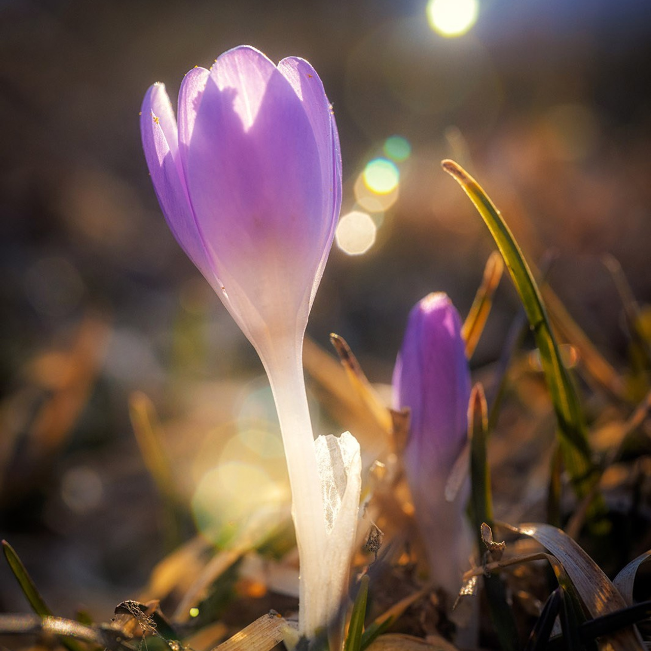 Тульский Кремль на закате. Фотограф Артём Парамонов