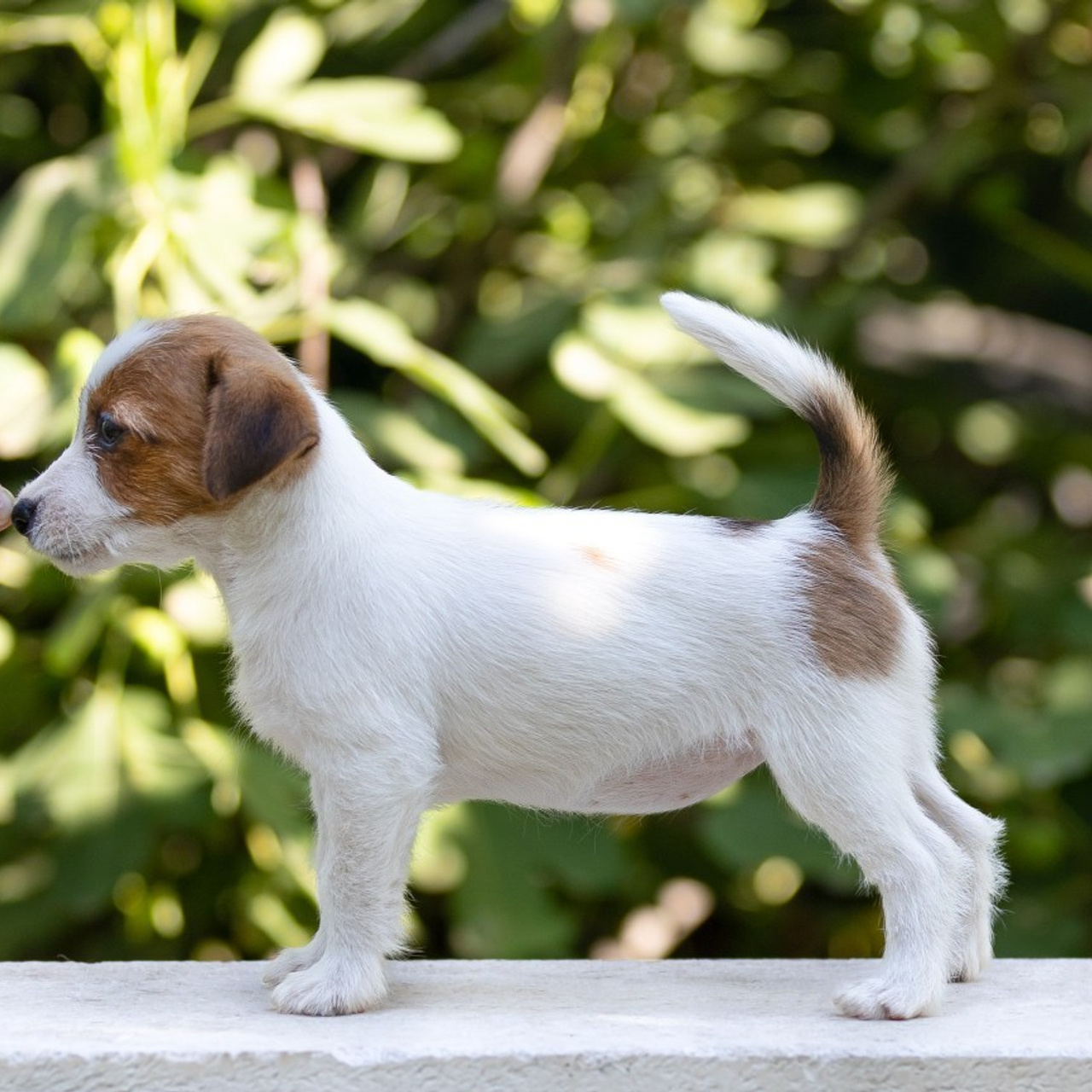 Отзывы. Фотограф — анималист Светлана Кысса|фотограф собак в Краснодаре и Нижнем Новгороде