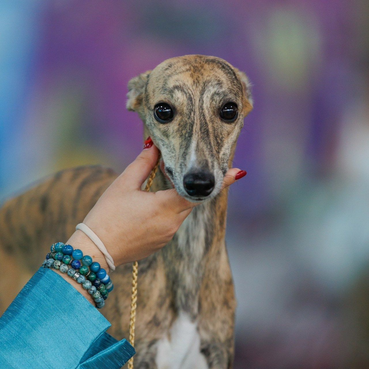 Отзывы. Фотограф — анималист Светлана Кысса|фотограф собак в Краснодаре и Нижнем Новгороде