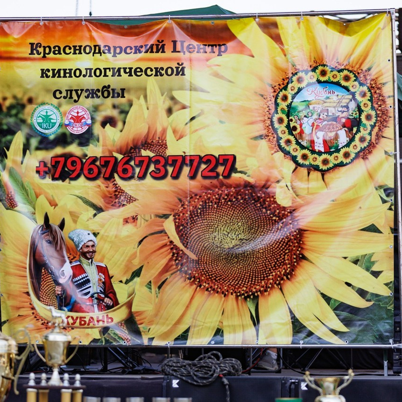 Отзывы. Фотограф — анималист Светлана Кысса|фотограф собак в Краснодаре и Нижнем Новгороде