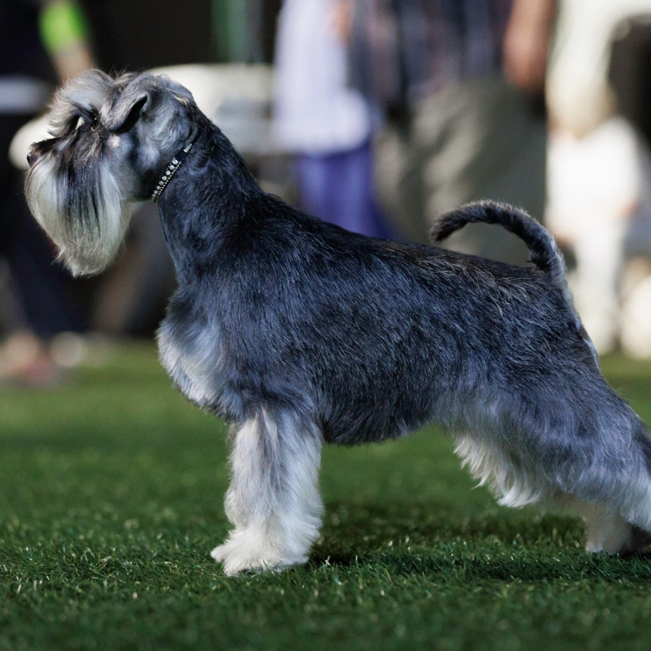 Отзывы. Фотограф — анималист Светлана Кысса|фотограф собак в Краснодаре и Нижнем Новгороде