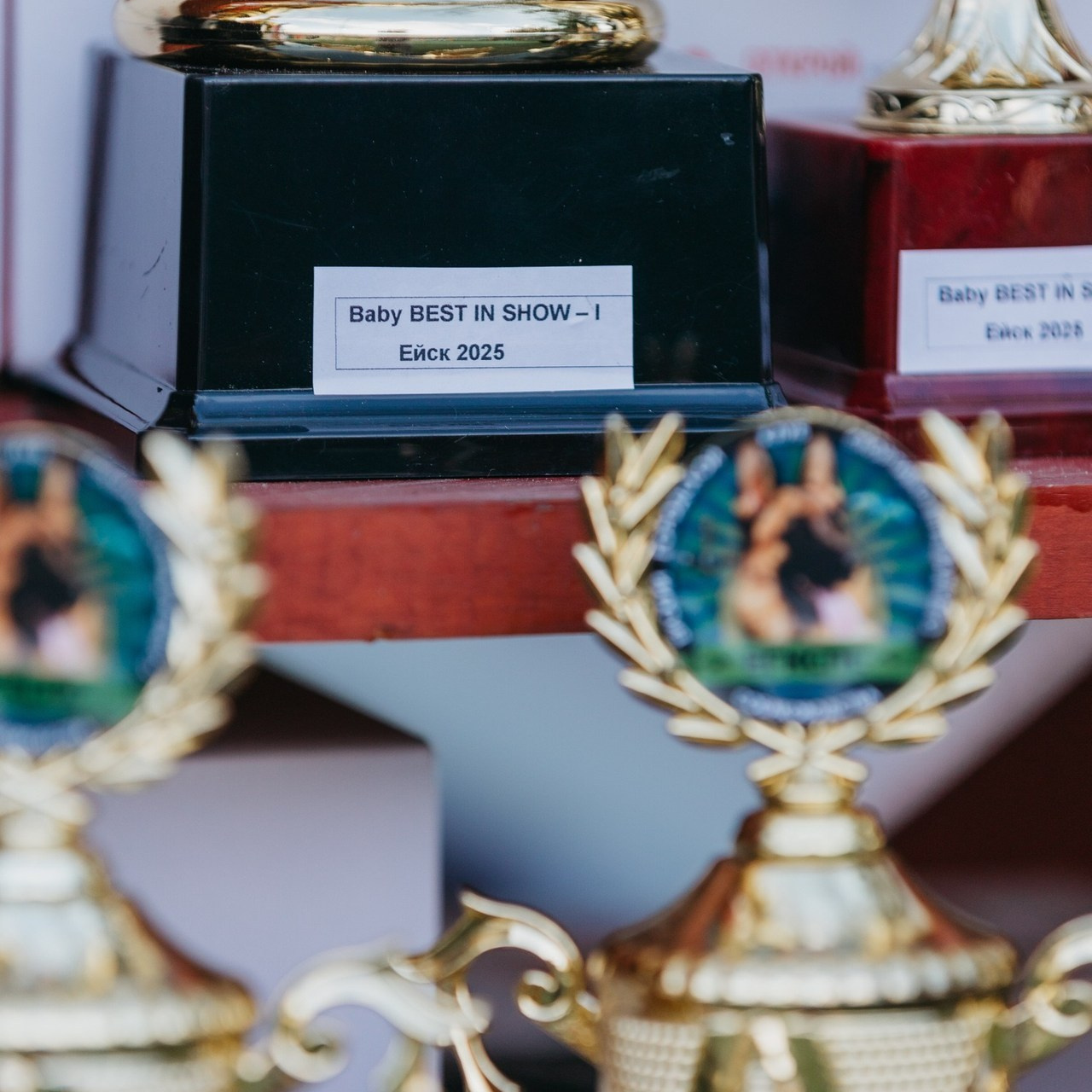 Отзывы. Фотограф — анималист Светлана Кысса|фотограф собак в Краснодаре и Нижнем Новгороде