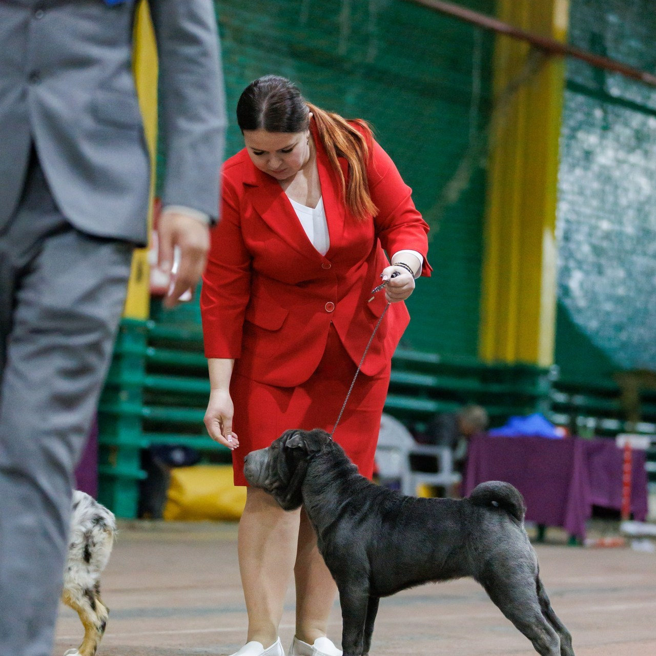 Отзывы. Фотограф — анималист Светлана Кысса|фотограф собак в Краснодаре и Нижнем Новгороде