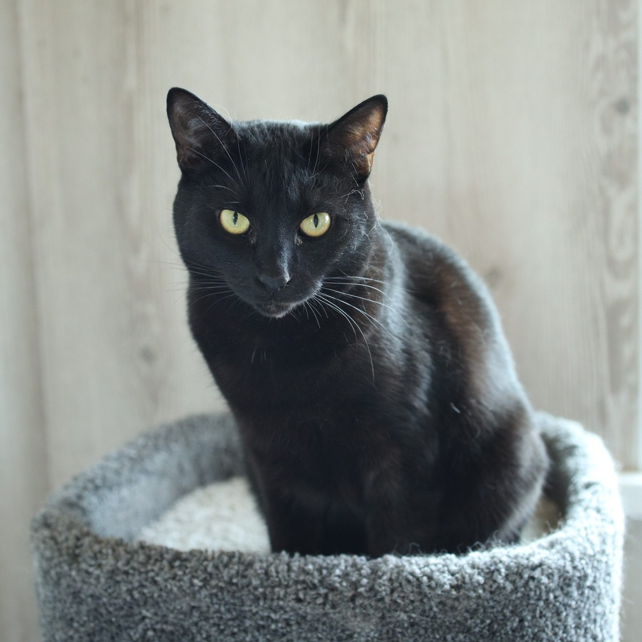 Отзывы о фотографе. Свадебный семейный Фотограф в Домодедово и Москве Дарья Капитанова